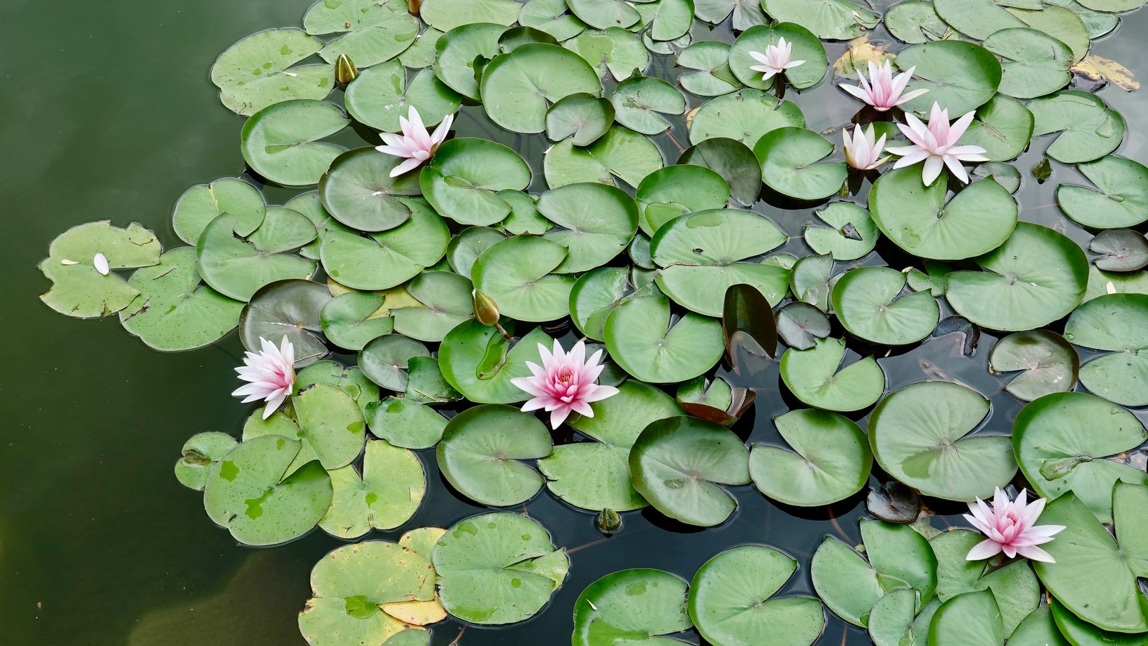 Lily, water lily